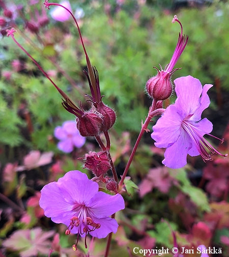 Geranium x cantabrigiense 'Karmina', peittokurjenpolvi